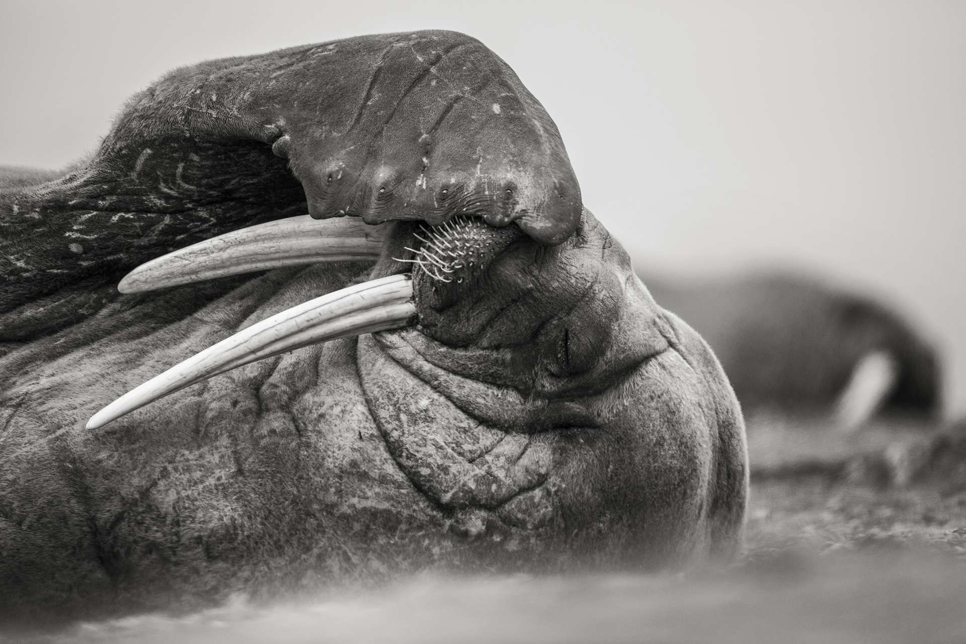 Gilles Martin's photograph : walrus from Svalbard, Struggle for life