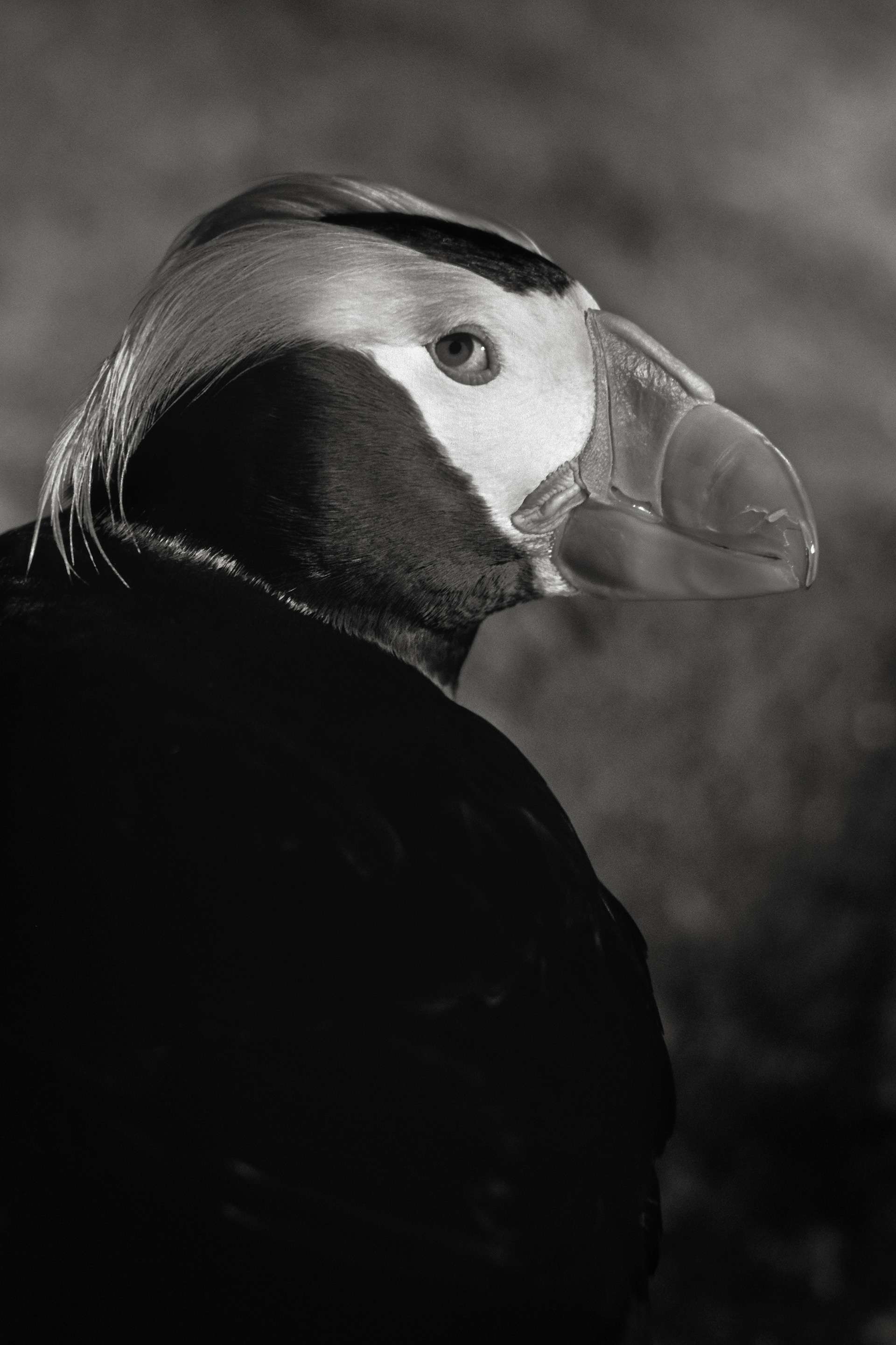 Gilles Martin's photograph : tufted puffin from Alaska, Struggle for life