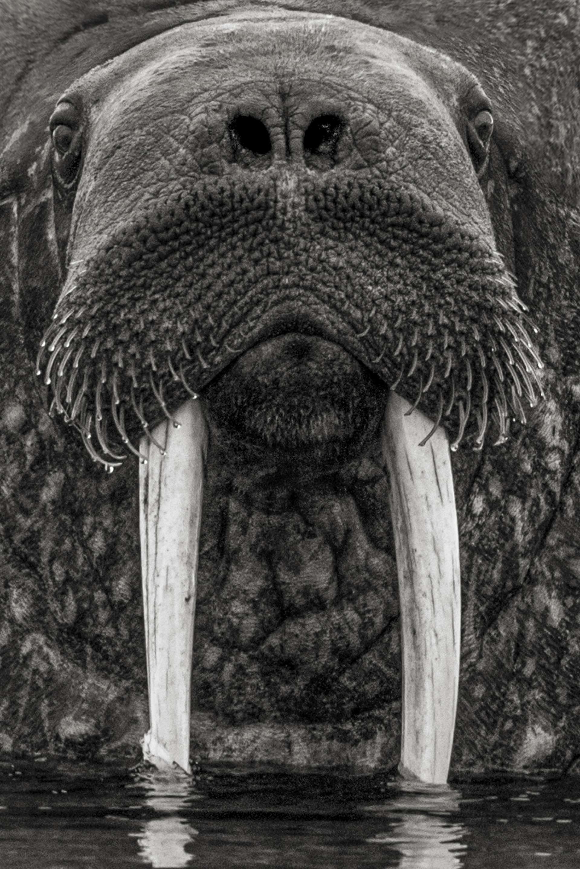 Gilles Martin's photograph : walrus from Svalbard, Struggle for life