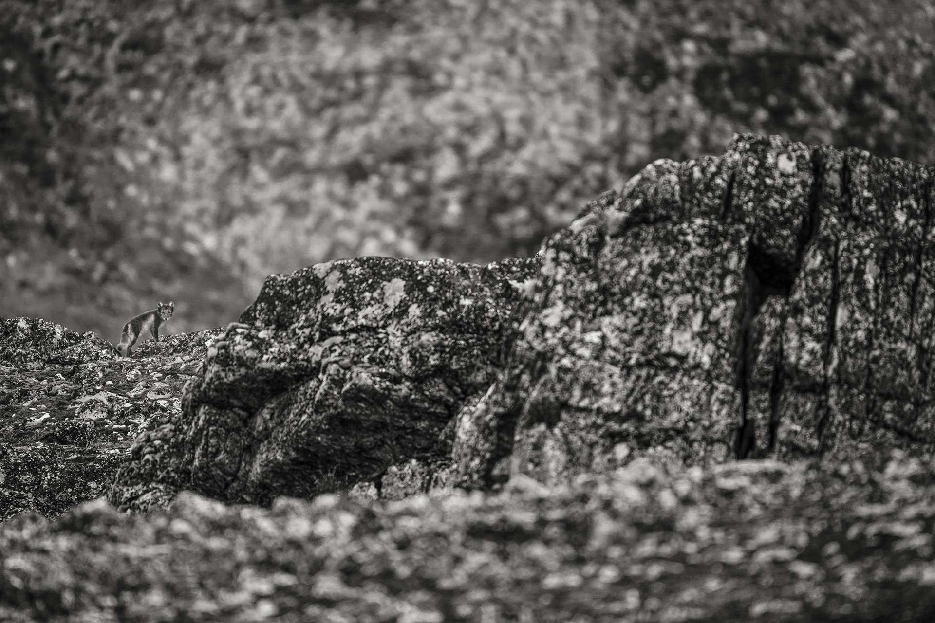 Gilles Martin's photograph : arctic fox from Spitsbergen, Struggle for life