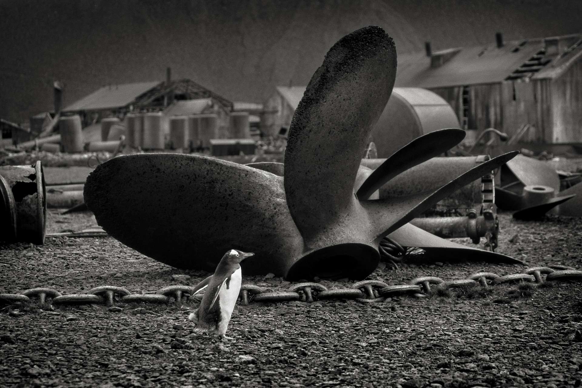 Photographie de Gilles Martin : manchot Papou d'Antarctique, Struggle for life