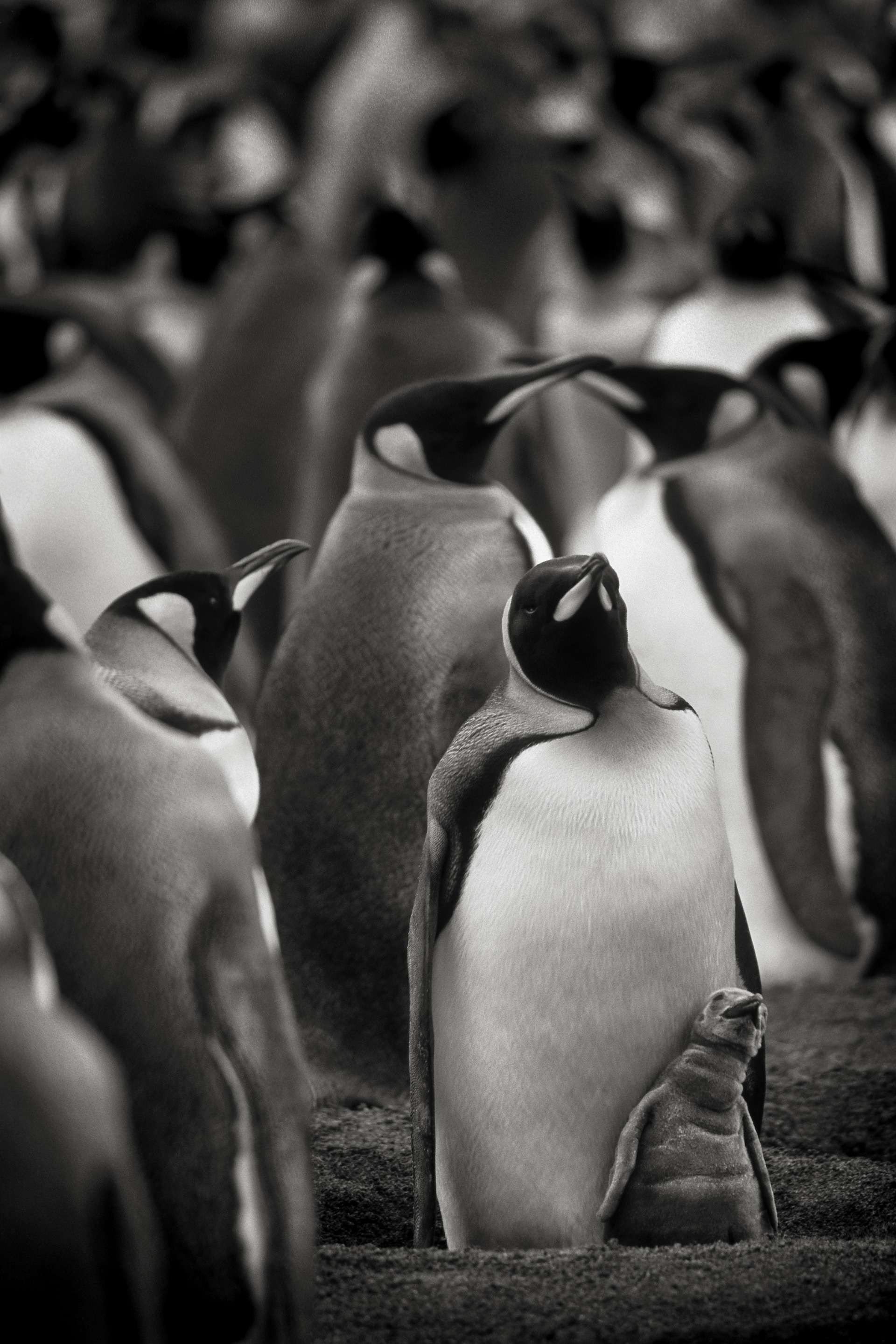 Gilles Martin's photograph : king penguin from South Georgia Island, Struggle for life