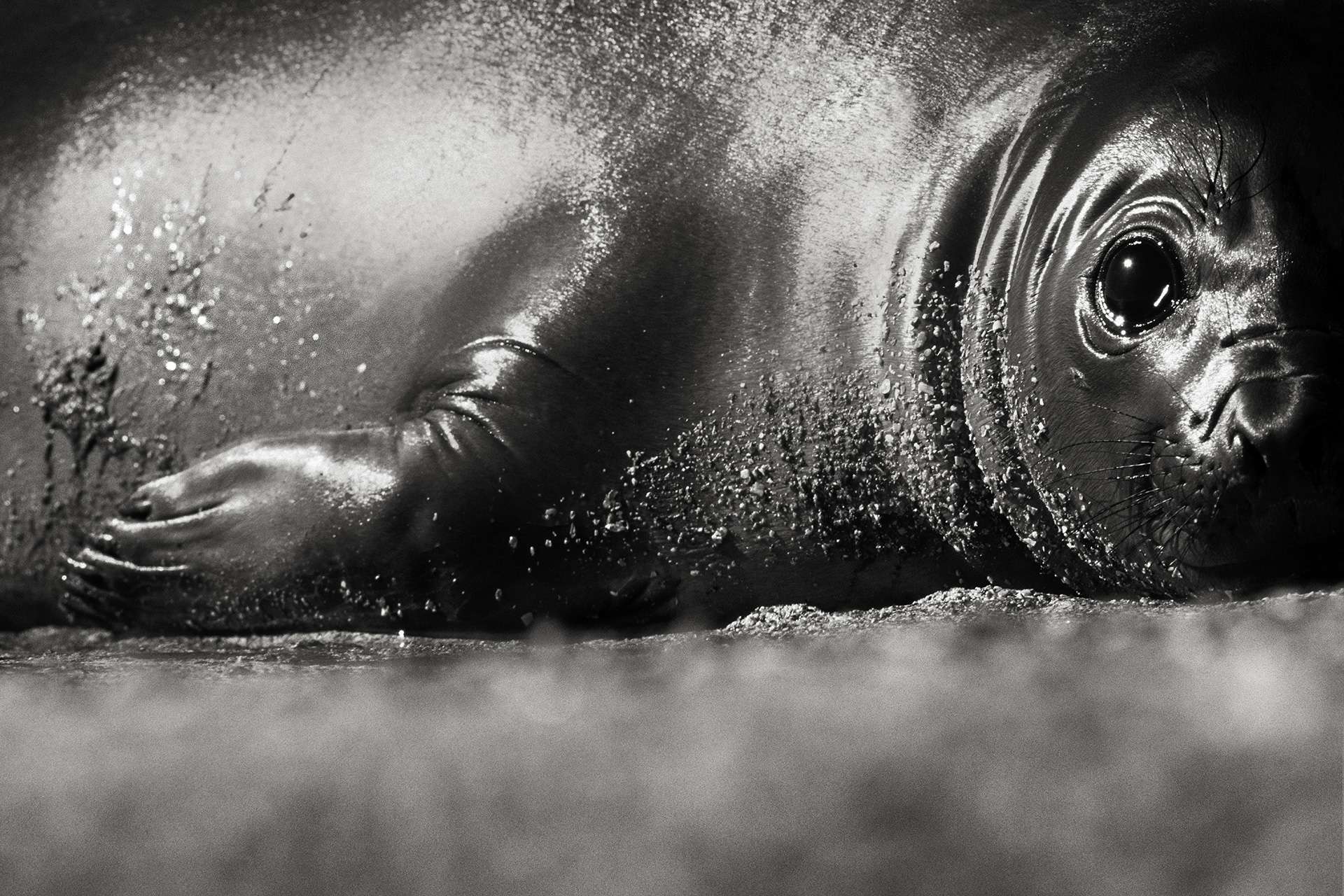 Gilles Martin's photograph : elephant seal (mirounga) from Argentina, Struggle for life