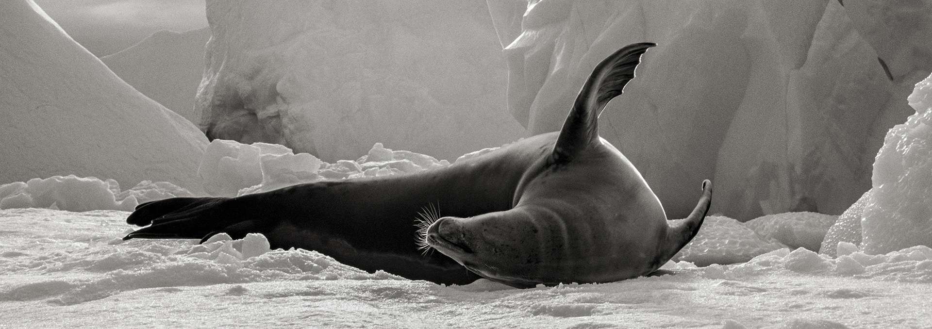 Gilles Martin's photograph : crabeater seal from Antarctica, Struggle for life