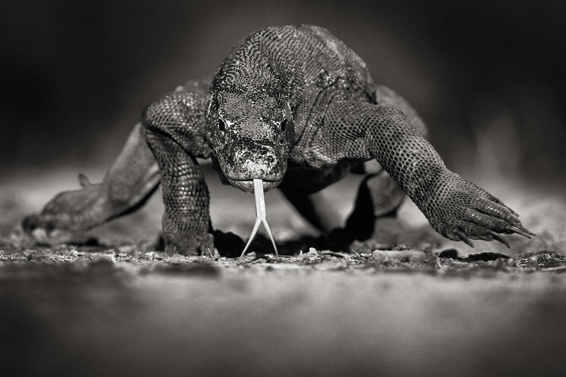 Photographie de Gilles Martin : varan de Komodo, Struggle for life