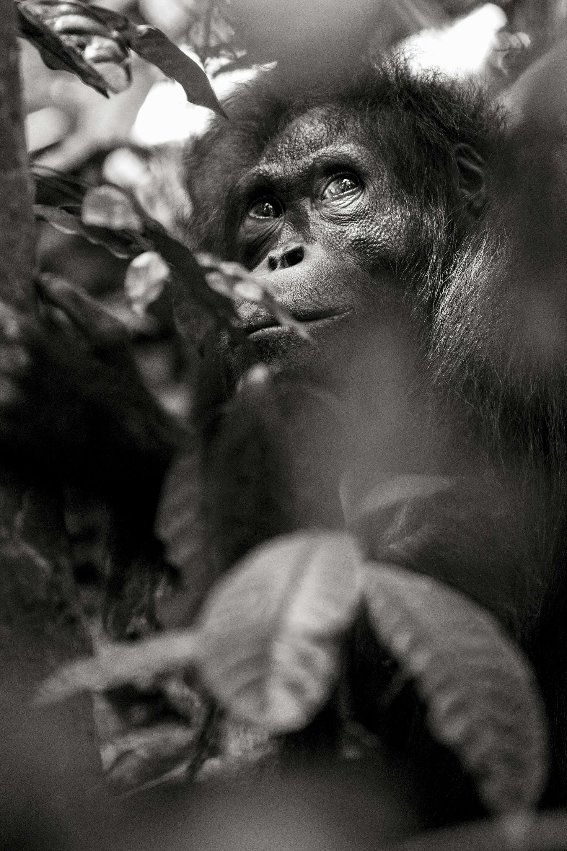 Gilles Martin's photograph : orangutan from Borneo, Struggle for life