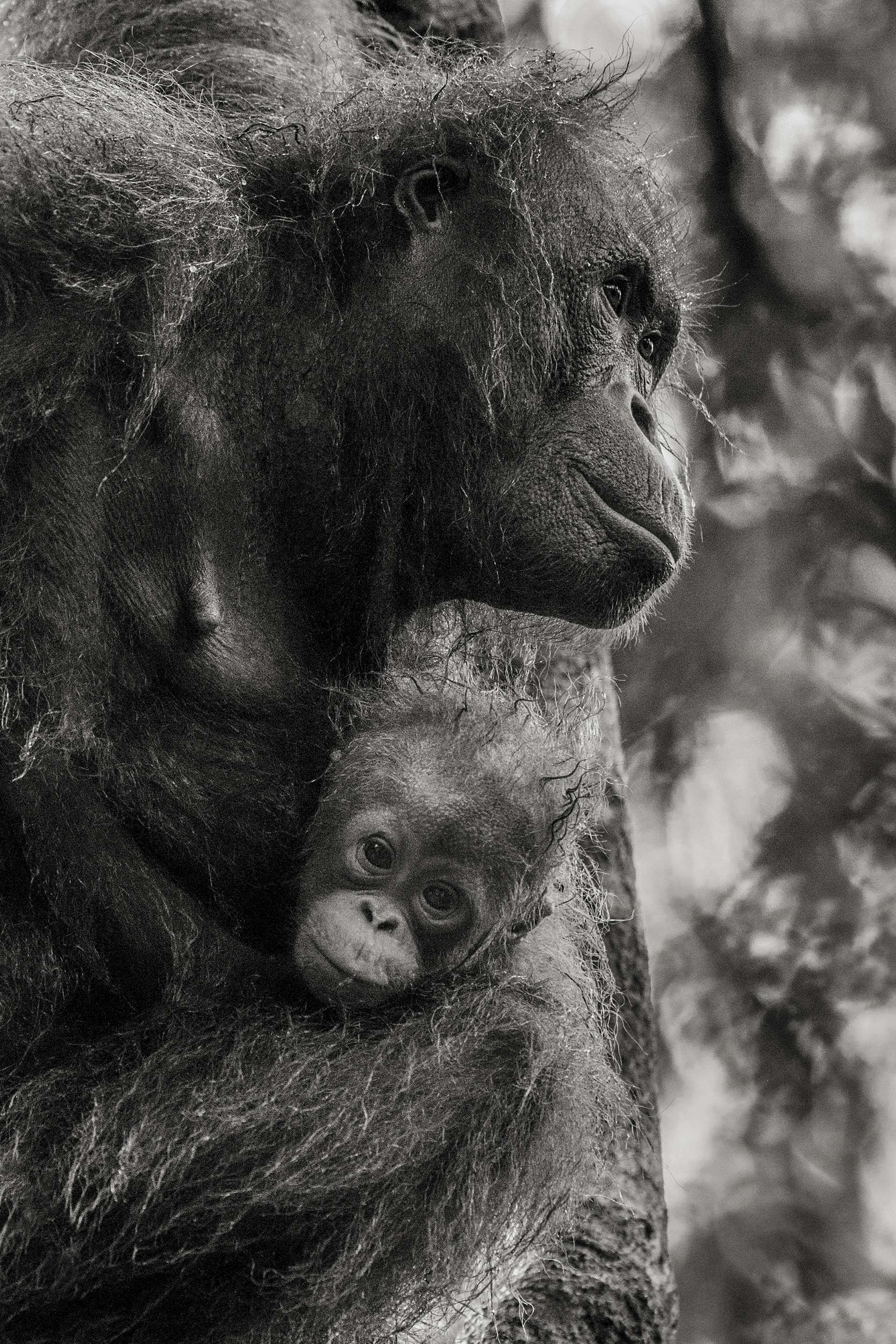 Gilles Martin's photograph : orangutan from Borneo, Struggle for life