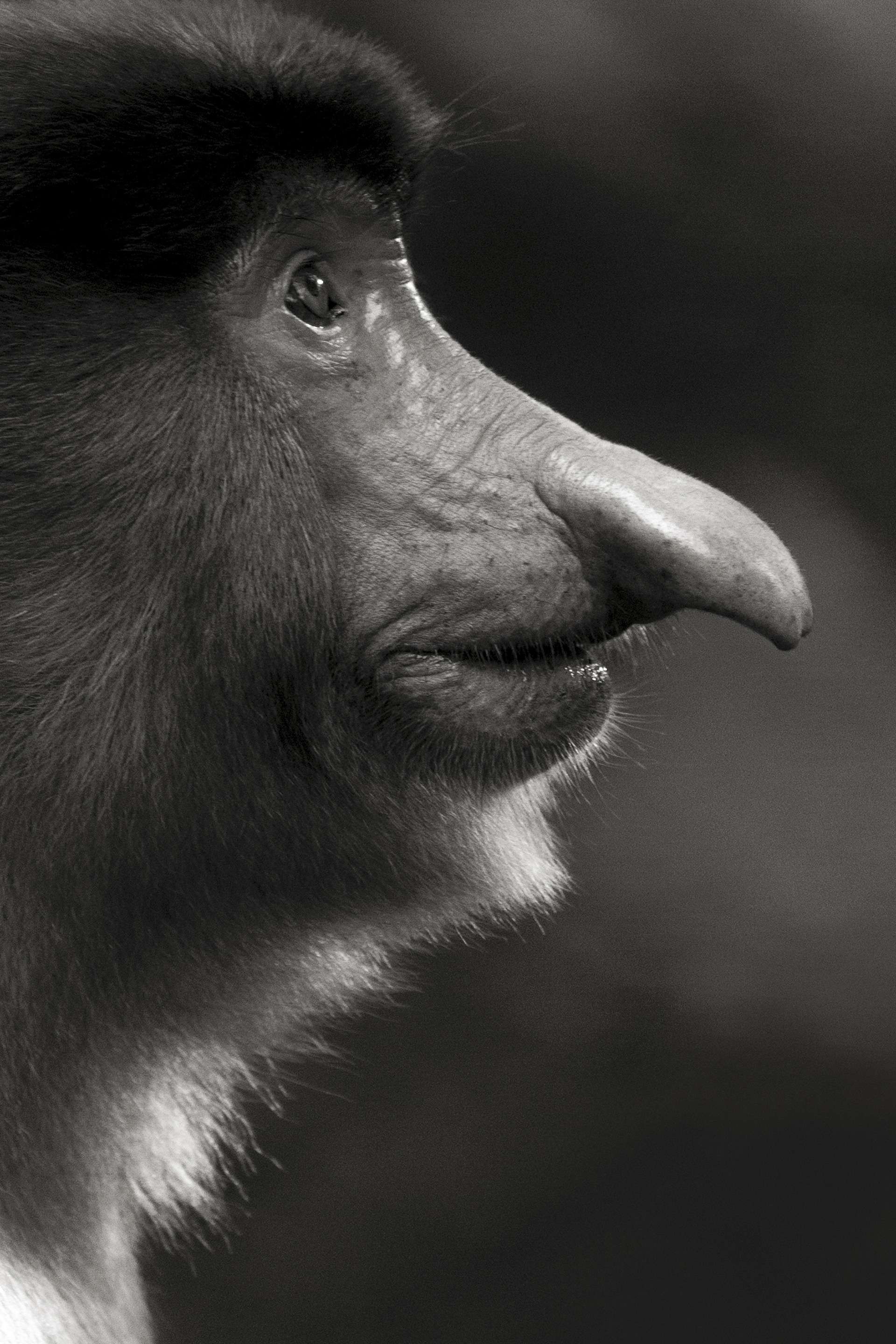 Gilles Martin's photograph : proboscis monkey (nasalis larvatus) from Borneo, Struggle for life