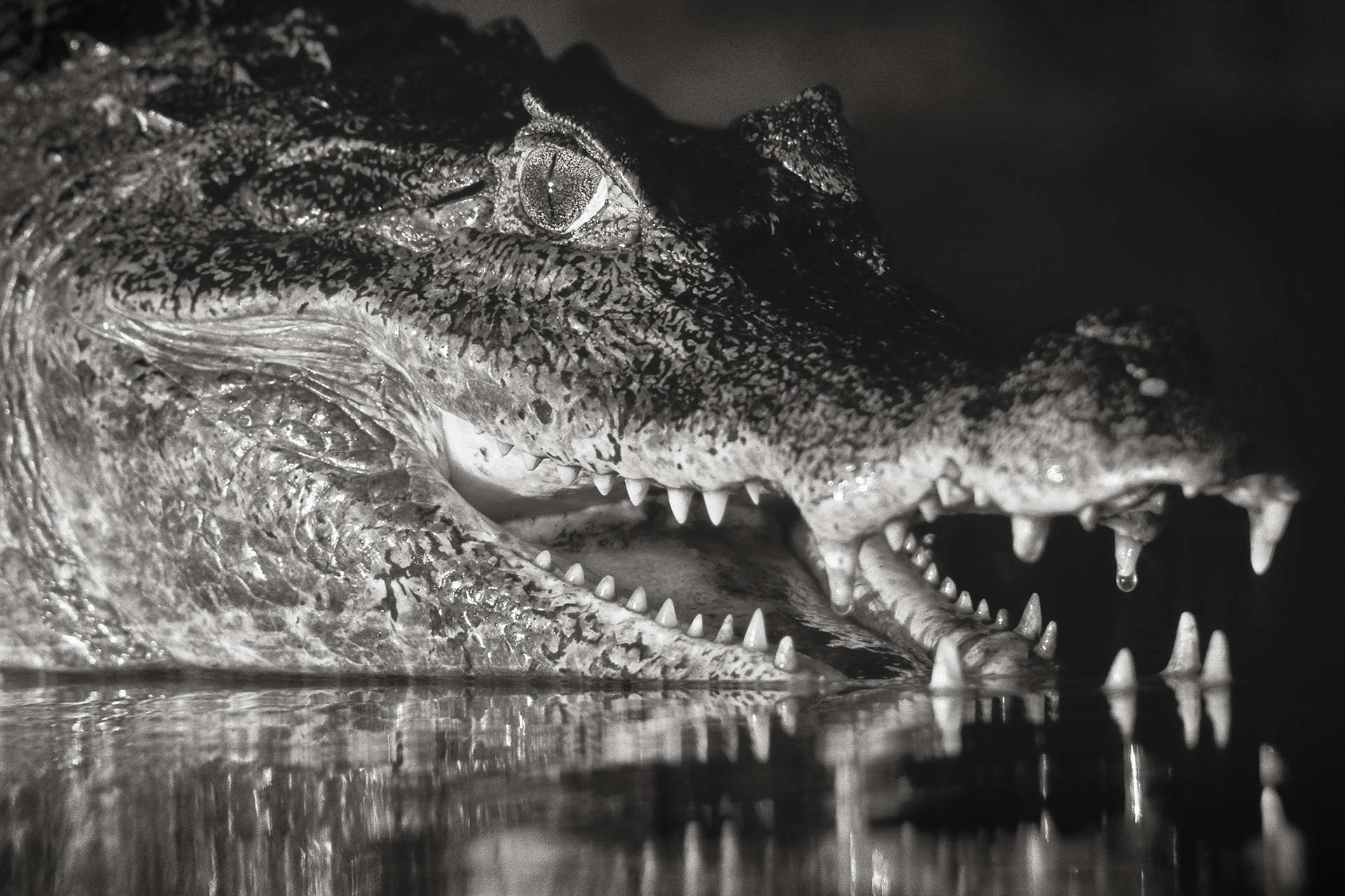 Gilles Martin's photograph : spectacled caiman (caiman crocodilus) from Venzuela, Struggle for life