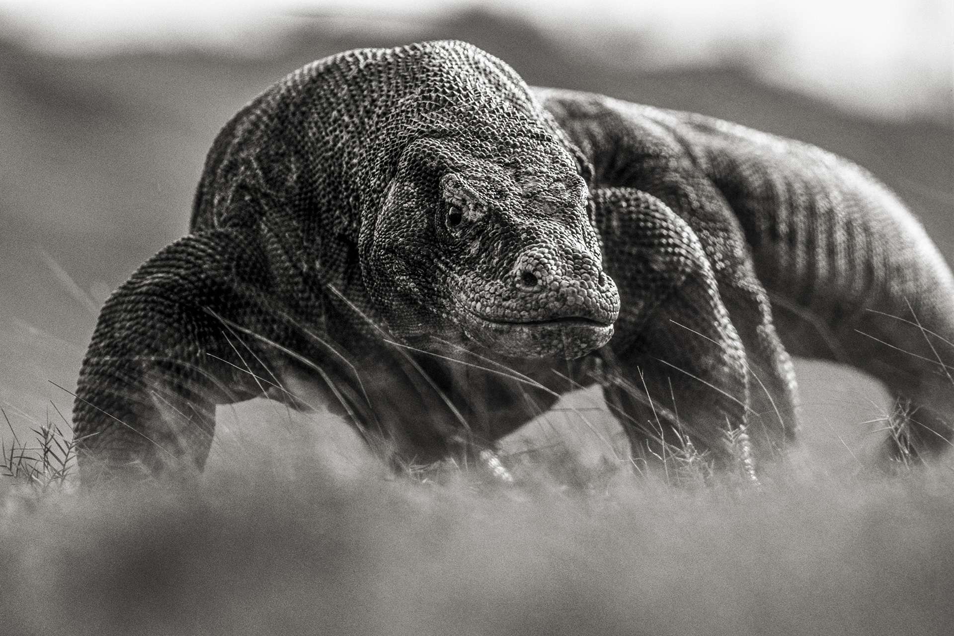 Gilles Martin's photograph : komodo dragon (varanus komodoensis), Struggle for life