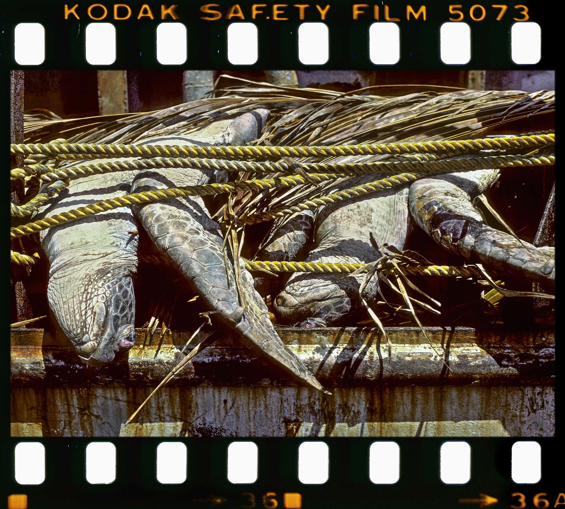 Photographie de Gilles Martin du trafic des tortues de mer