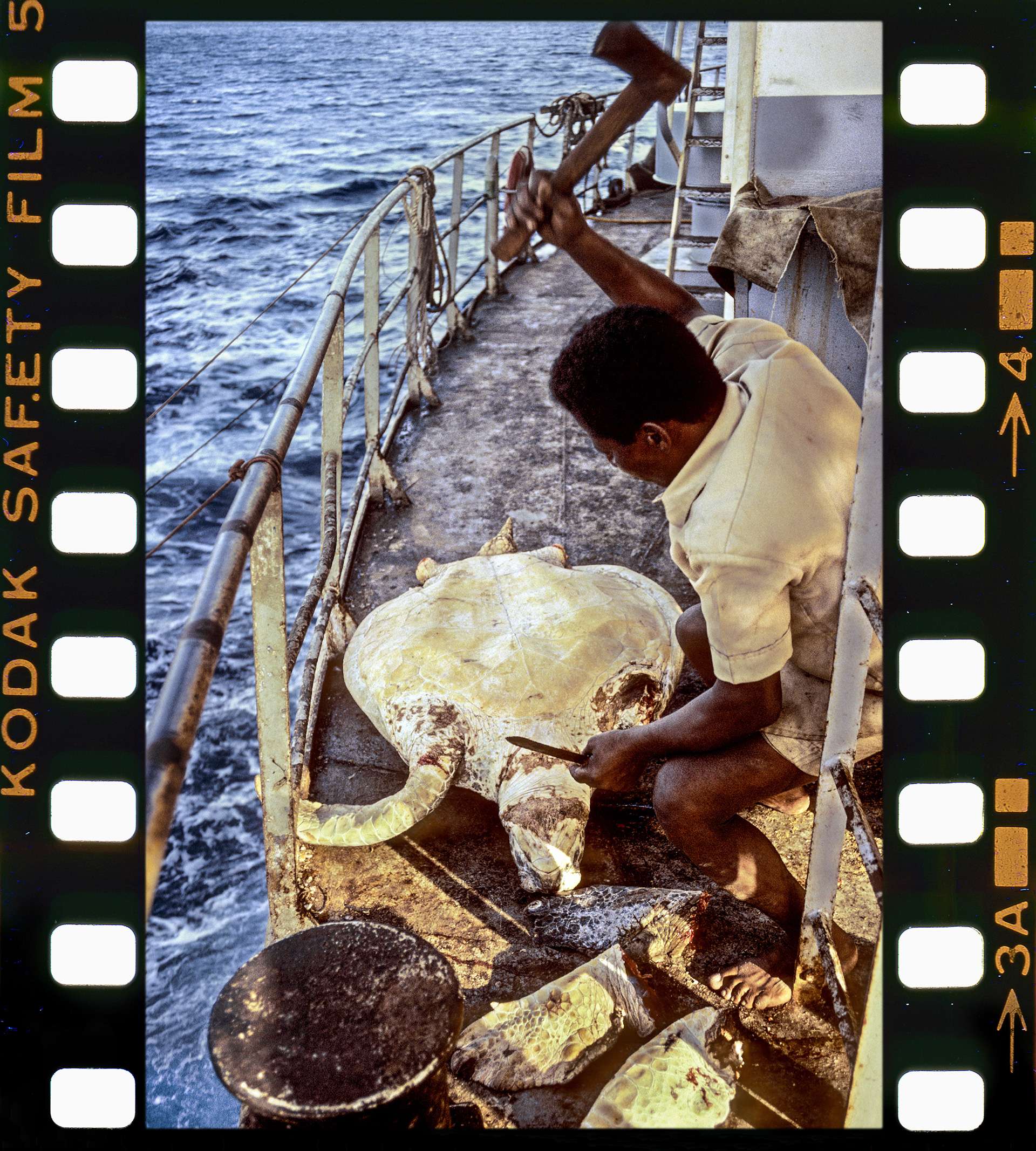 Photographie de Gilles Martin du trafic des tortues de mer