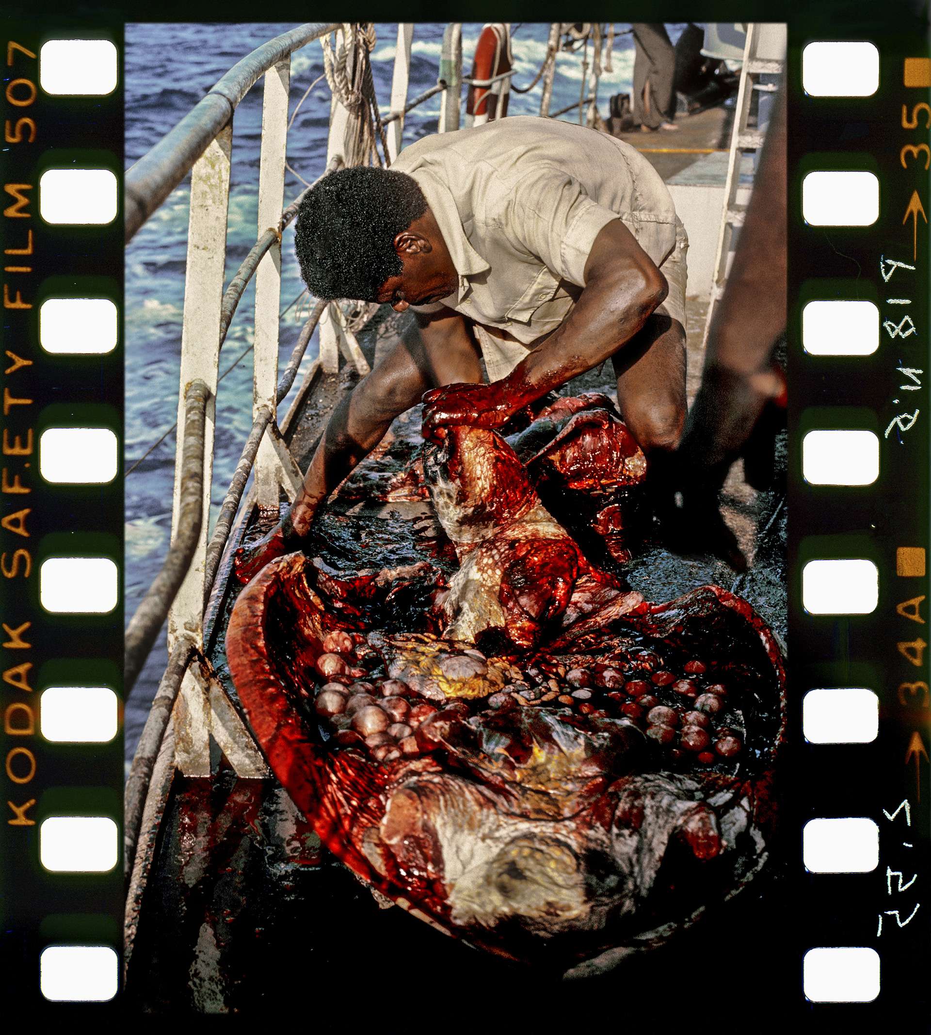 Photographie de Gilles Martin du trafic des tortues de mer
