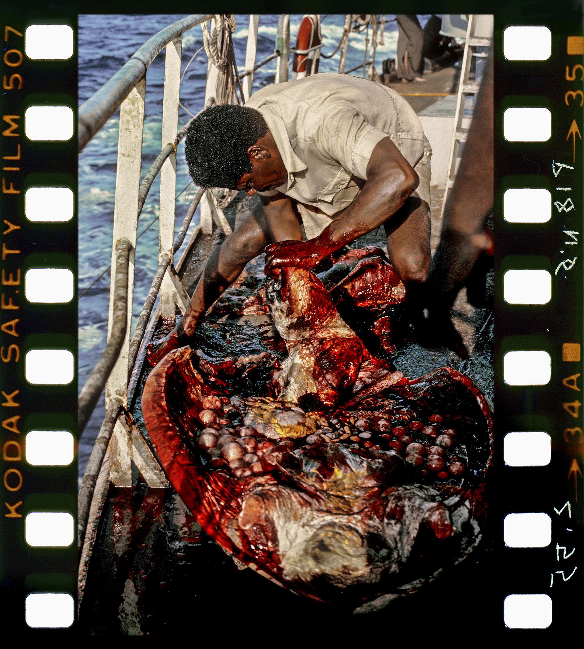 Photography by Gilles Martin of the sea turtles trafficking