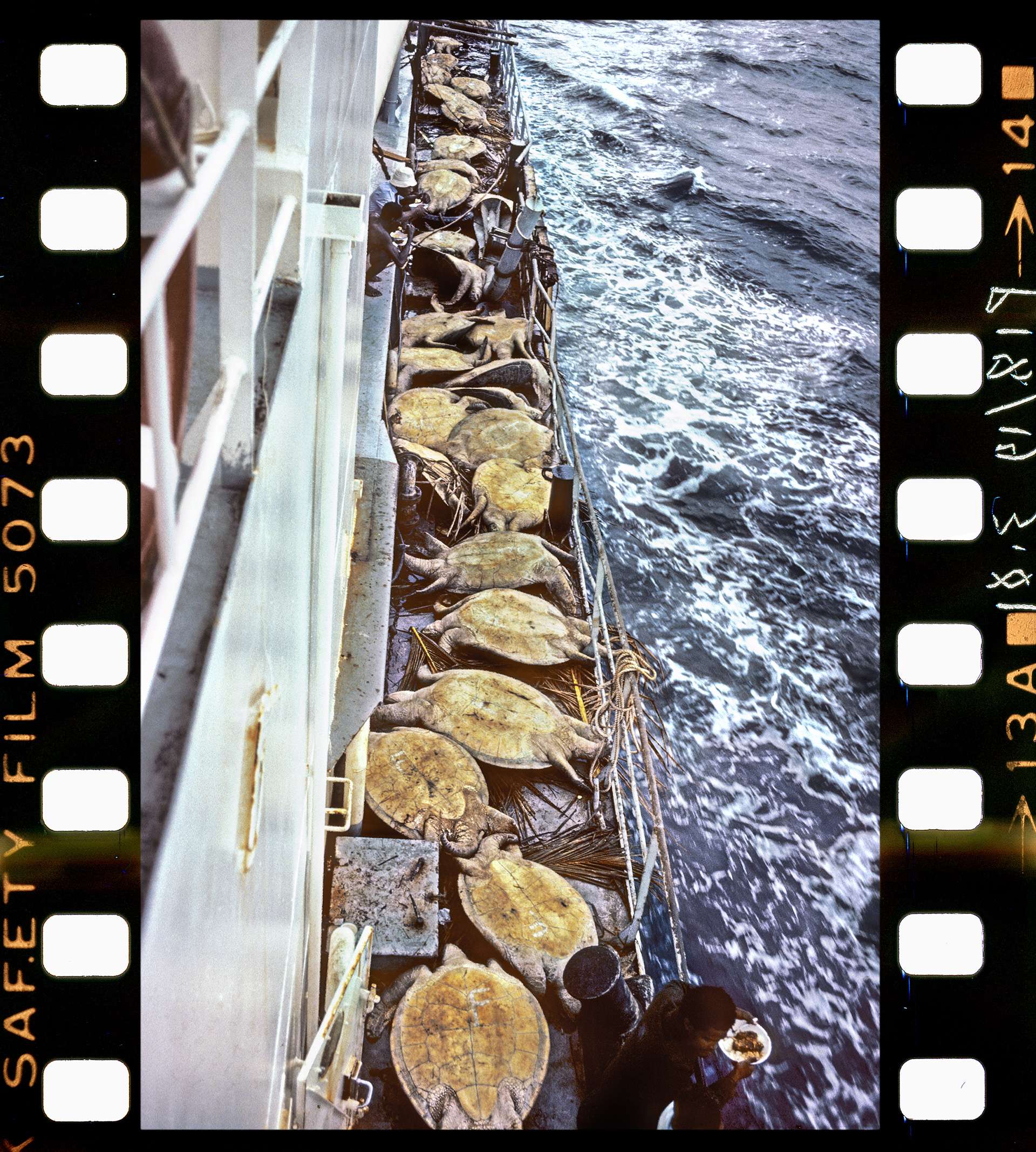 Photographie de Gilles Martin du trafic des tortues de mer