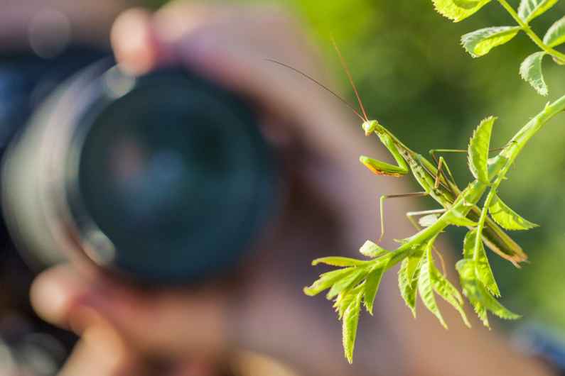 Photographie de Gilles Martin illustrant le stage photo de macrophotographie