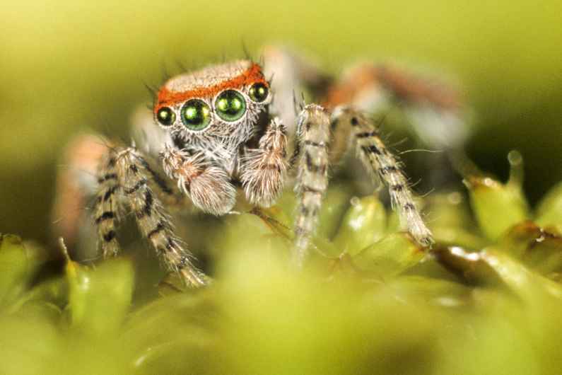 Photographie de Gilles Martin illustrant le stage photo de macrophotographie