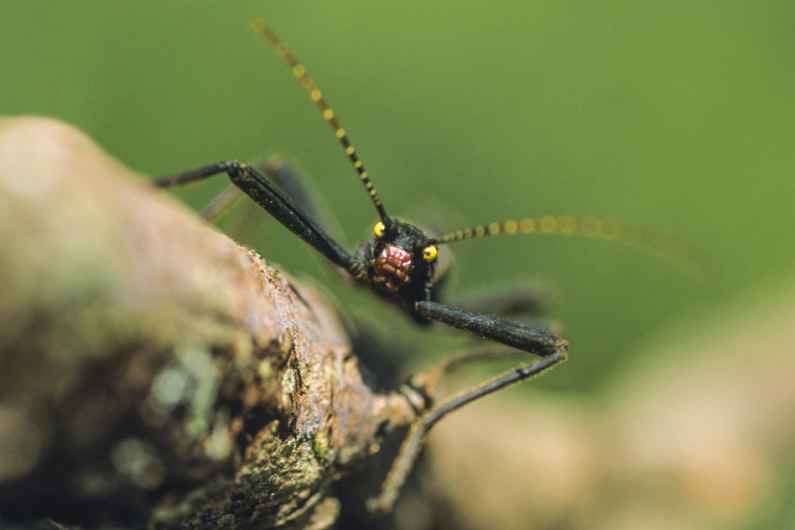 Photographie de Gilles Martin illustrant le workshop macrophoto XXL