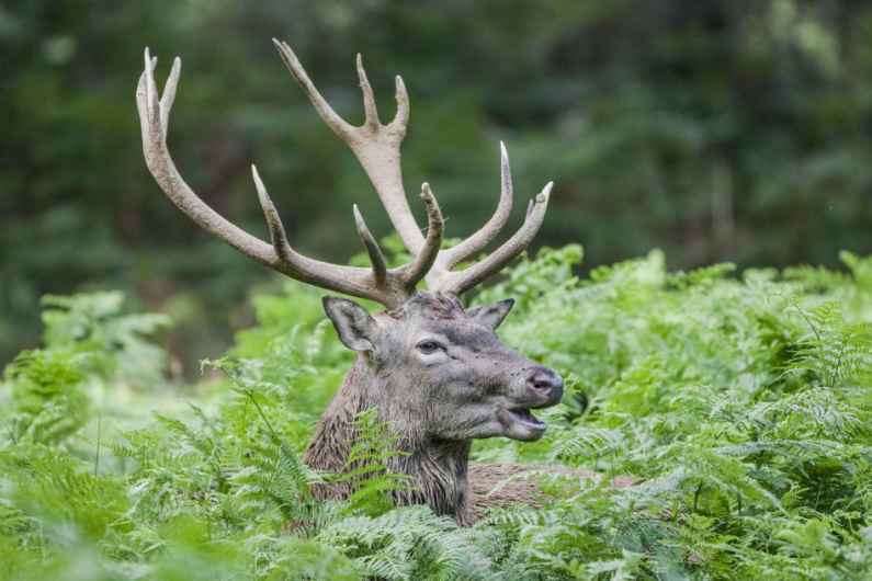 Gilles Martin's photograph illustrating the wildlife photo traineeship