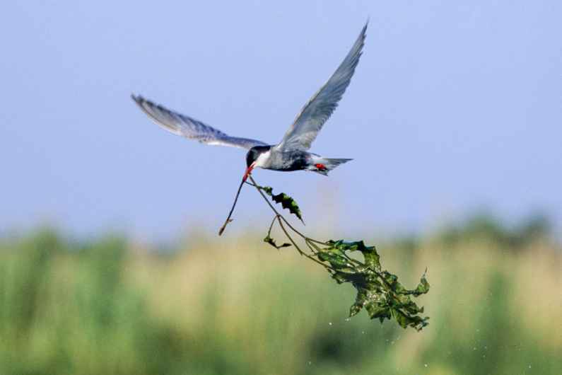 Gilles Martin's photograph illustrating the wildlife photo traineeship