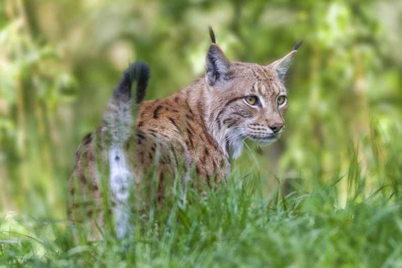 Gilles Martin's photograph illustrating the wildlife photo traineeship