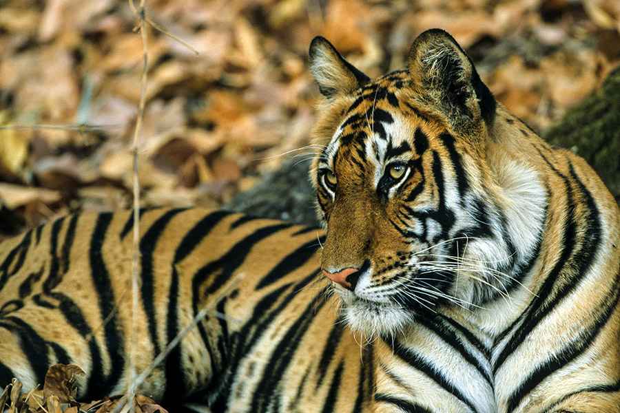 Gilles Martin's photograph from the exhibition Endangered species of a Bengal tiger from India