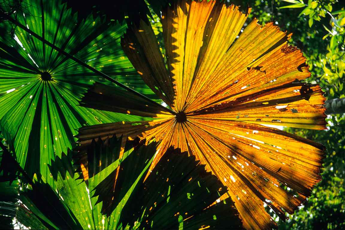 Gilles Martin's photograph of vegetation from cape Tribulation in Australia