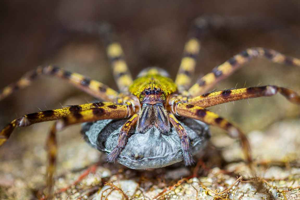 Photographie de Gilles Martin d'une araignée à Bornéo