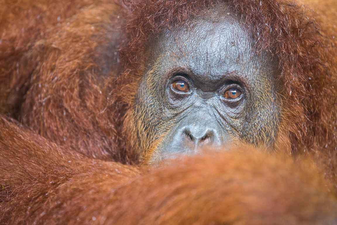 Photographie de Gilles Martin d'un orang-outan à Bornéo