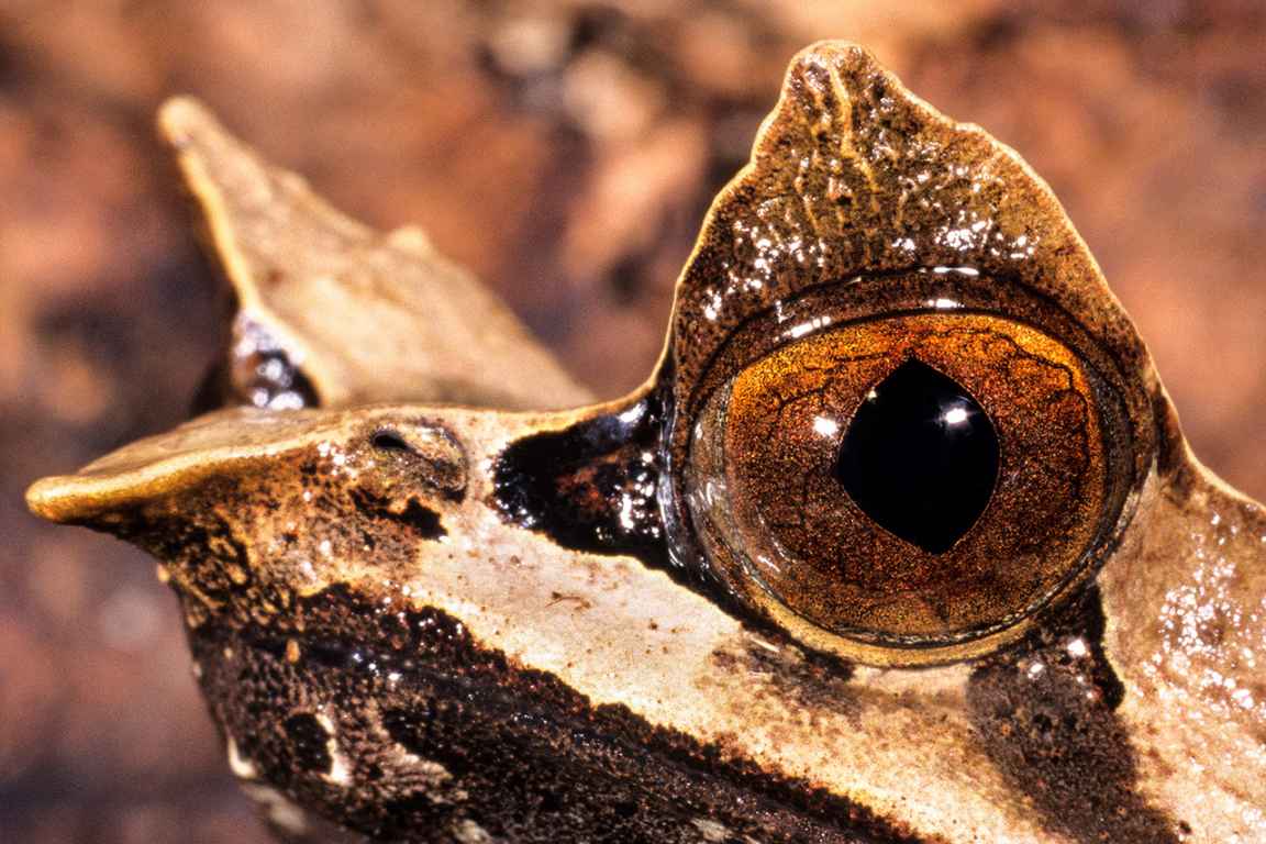 Photographie de Gilles Martin d'une grenouille en Malaisie
