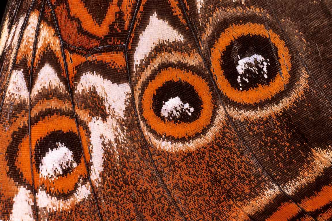 Photographie de Gilles Martin de détails d'ailes de papillon