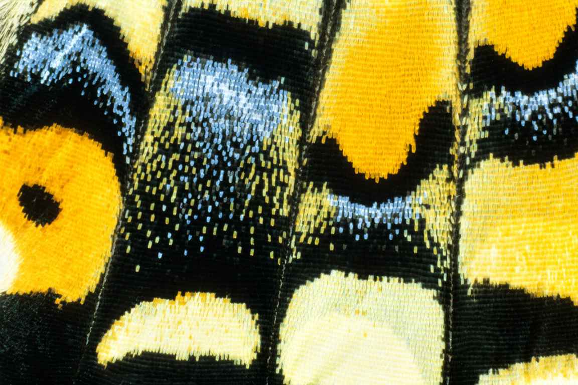 Photographie de Gilles Martin de détails d'ailes de papillon