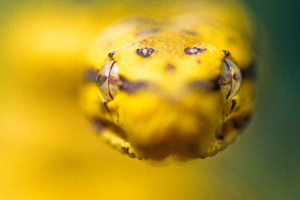 Photographie de Gilles Martin d'un python vert d'Australie