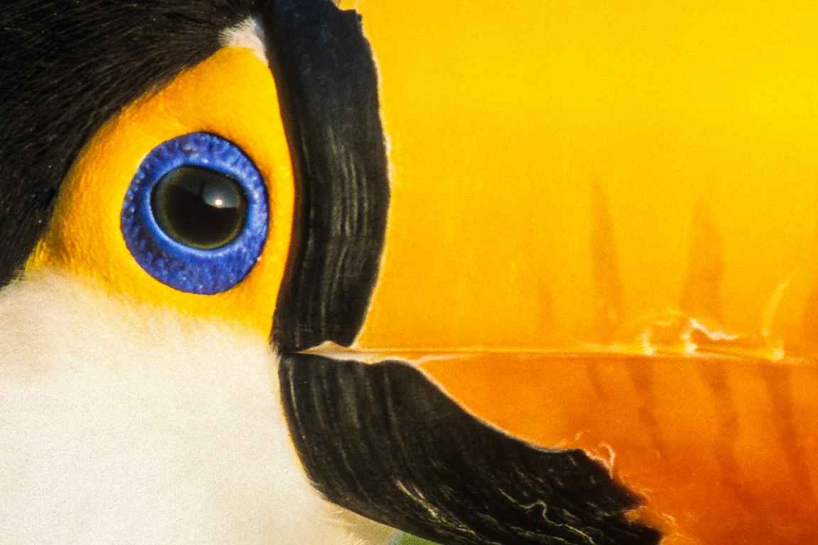 Gilles Martin's photograph of a toucan from Costa Rica