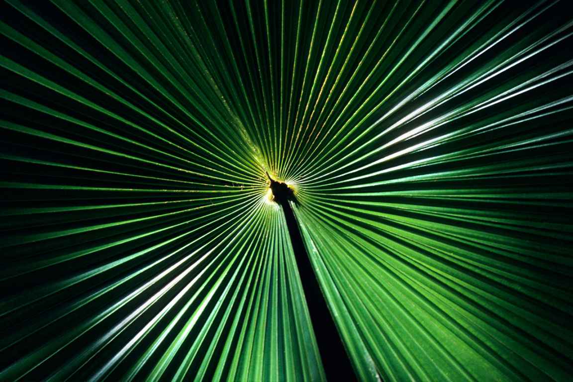 Photographie de Gilles Martin végétation du cap tribulation en Australie