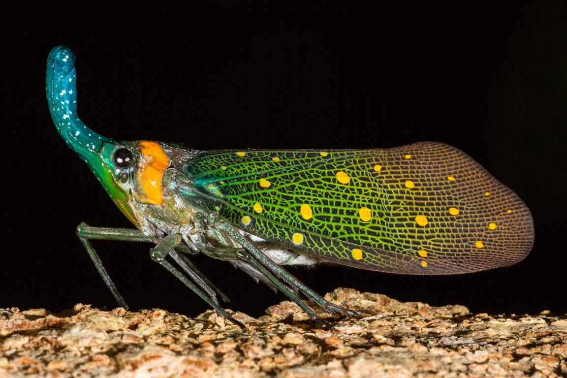 Photographie de Gilles Martin d'un pyrops à Bornéo