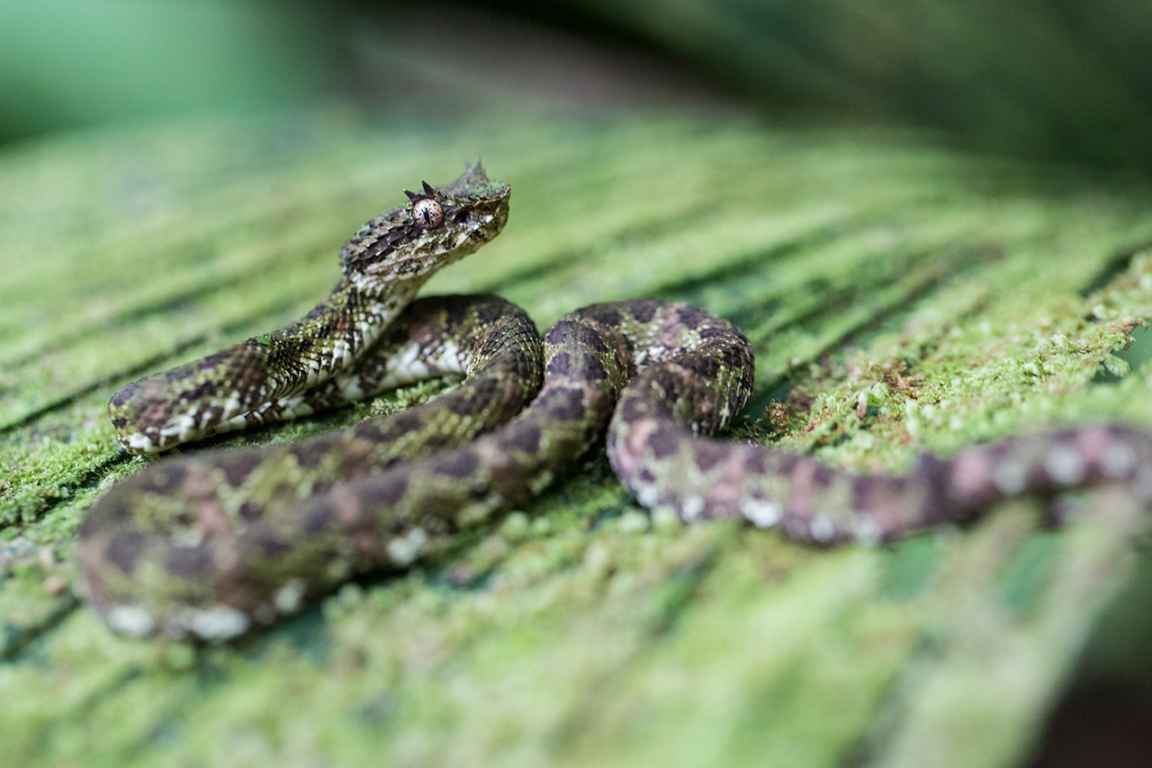 Photographie de Gilles Martin d'une vipère au Costa Rica