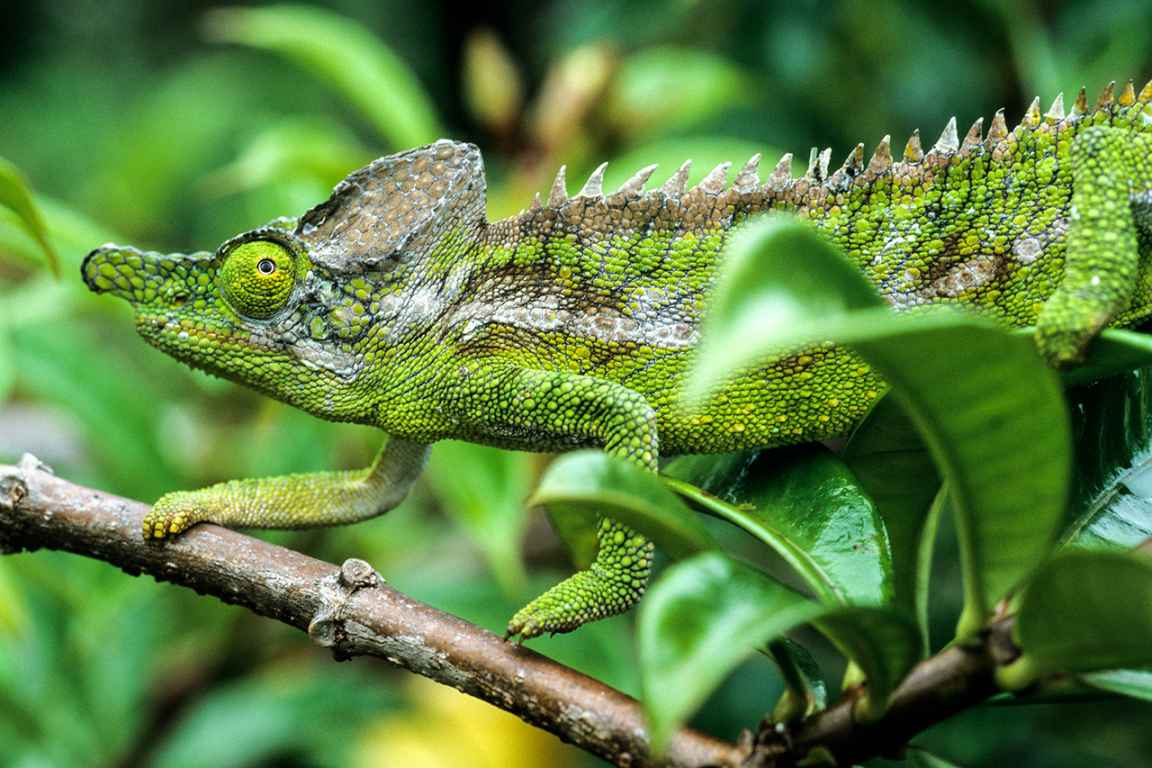 Photographie de Gilles Martin d'un caméléon de Madagascar