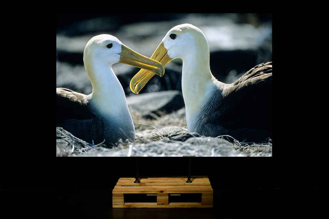 Photographie de Gilles Martin de l'exposition Les oiseaux du monde