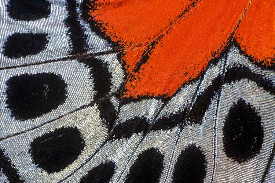 Gilles Martin's photograph from the exhibition Butterflies of the world