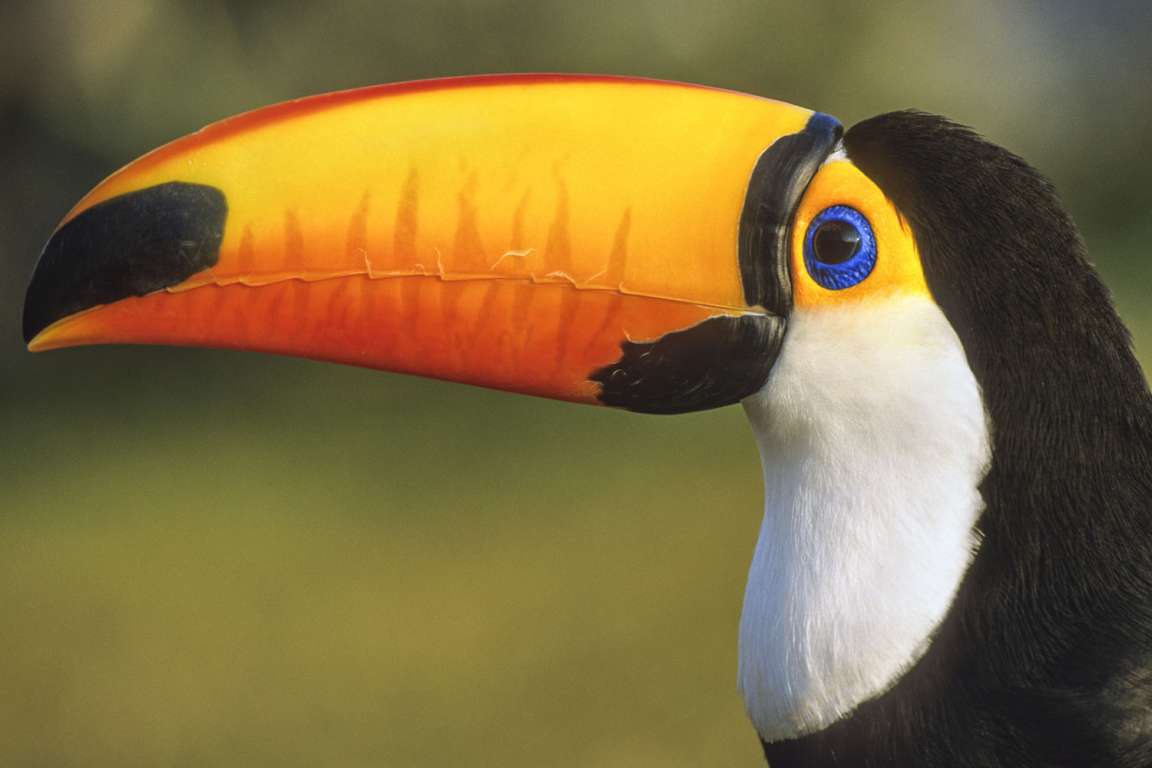 Toucan Toco Gilles Martin