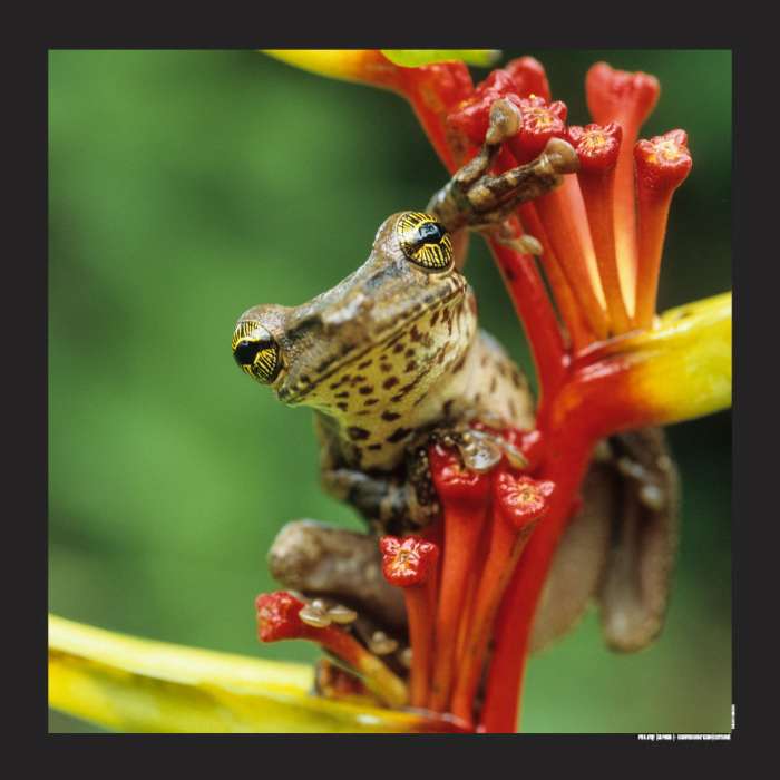 Affiche de la collection Biodiversité, disponible sur la boutique en ligne de Gilles Martin