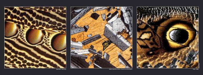 Poster Great argus - Pyroxene gabbro - Caligo butterfly , available on Gilles Martin's shop