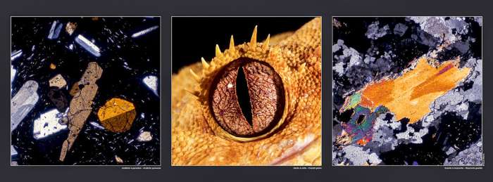 Affiche Andésite à pyroxène - Gecko à crête - Granite à muscovite , disponible sur la boutique de Gilles Martin