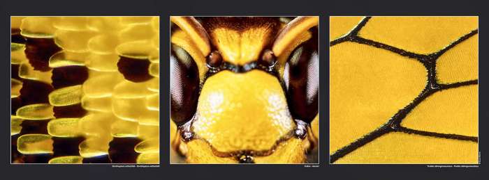 Poster Ornithoptera rothschildi - Hornet - Troides oblongomaculatus , available on Gilles Martin's shop